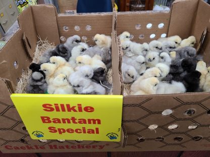 Silkie Bantam Special