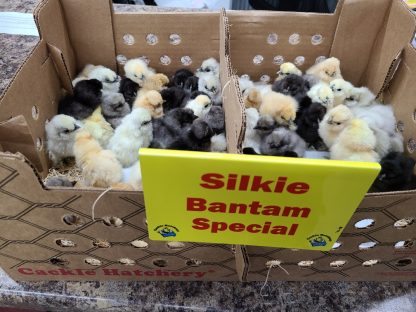 Silkie bantam special