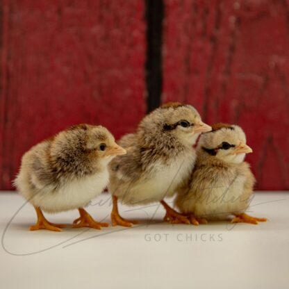 Silver Duckwing Old English Game Bantam - Image 3