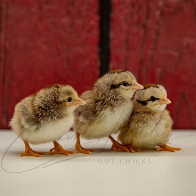 Silver Duckwing Old English Game Bantam Chicks