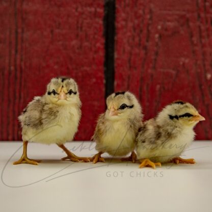 Silver Duckwing Phoenix Bantam - Image 3