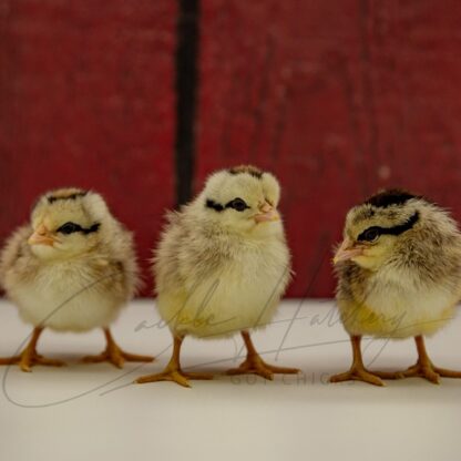 Silver Duckwing Phoenix Standard Chicken - Image 3