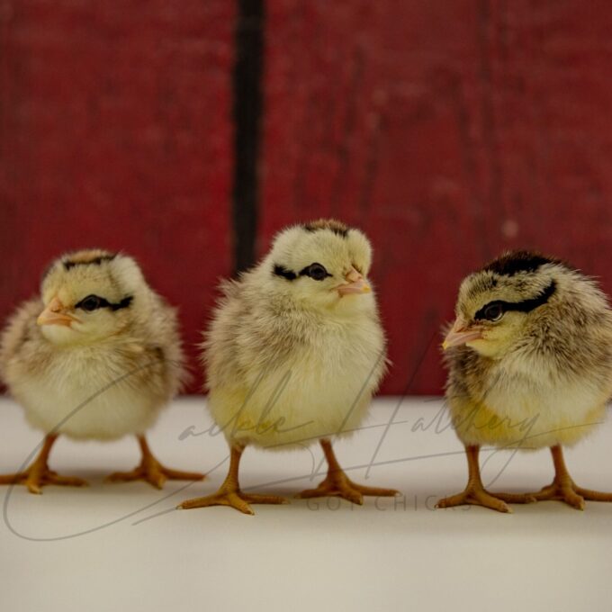 Silver Duckwing Phoenix Chicks