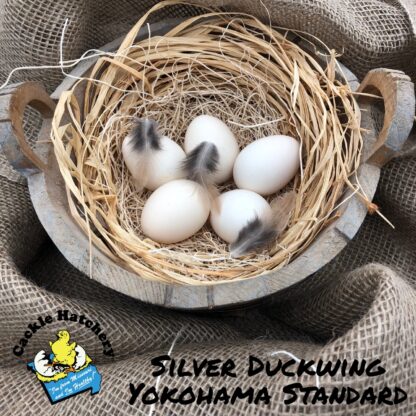 Silver Duckwing Yokahoma Eggs