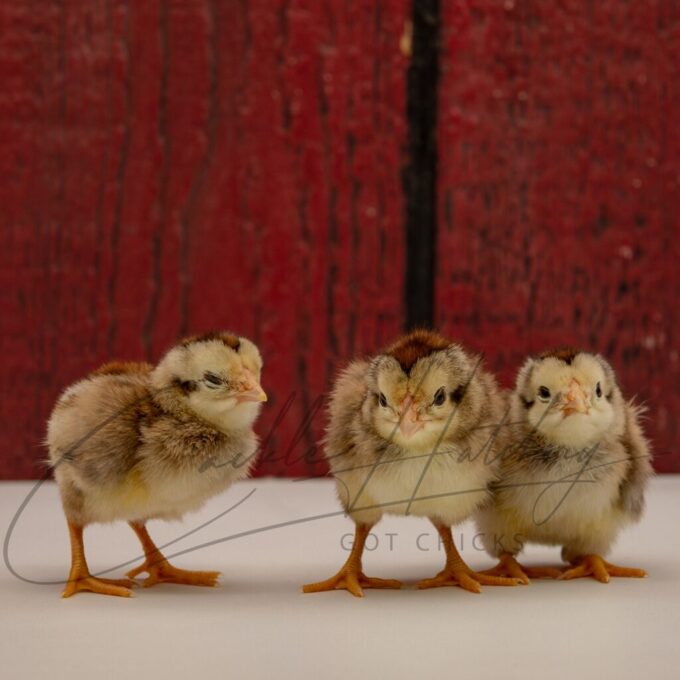 Silver Duckwing Yokohama Chicken - Image 3