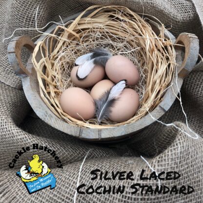 Silver Laced Cochin Eggs