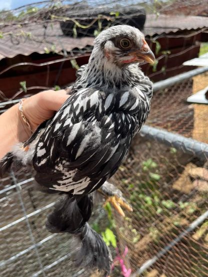 Silver Laced Cochin
