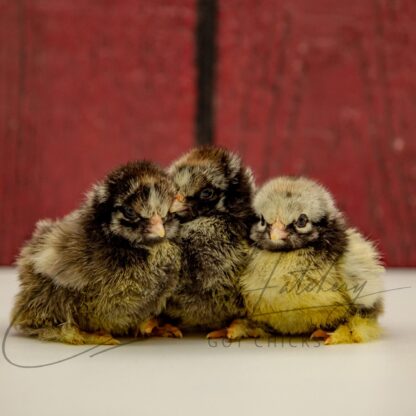 Silver Laced Cochin Standard Chicken - Image 3