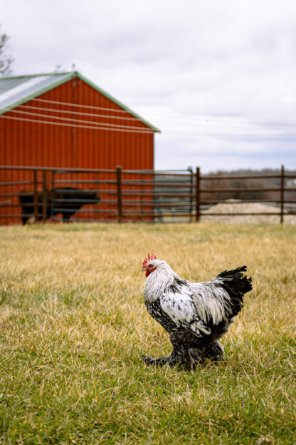 Silver Laced Cochin Rooster