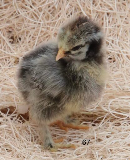 Silver Laced Cochin Standard