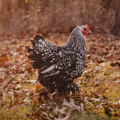 Silver Laced Cochin Standard Chicken - Image 2
