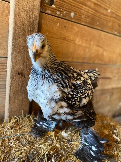 Silver Laced Cochin