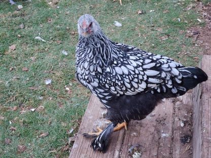 Silver Laced Cochin