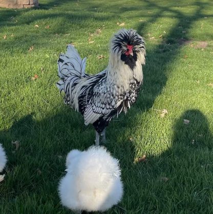 Silver Laced Polish Chicken