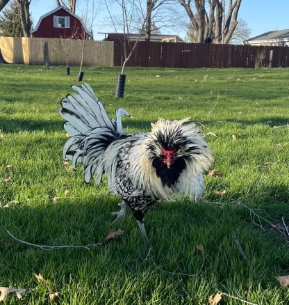 Silver Laced Polish Chicken