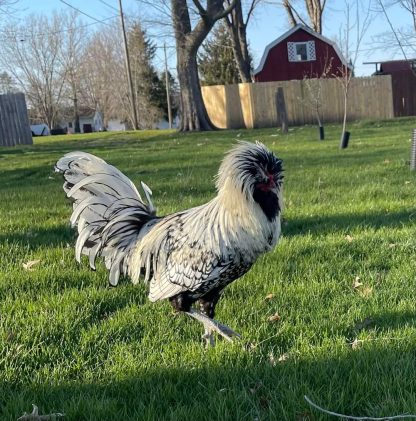 Silver Laced Polish Chicken