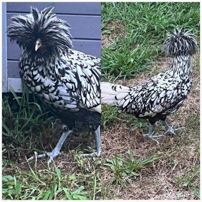 Silver Laced Polish