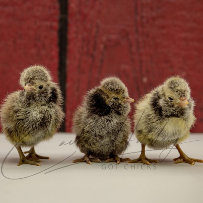Silver Laced Polish Chicks