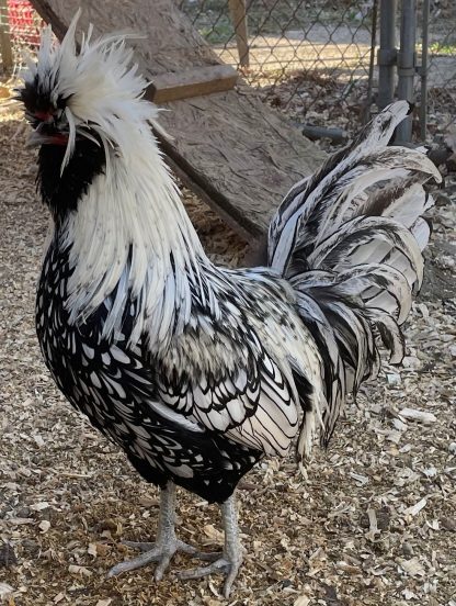 Silver Laced Polish Credit Natalie Mercado