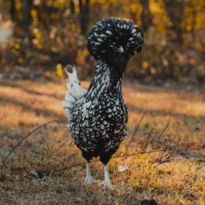 Silver Laced Polish Chicken - Image 2