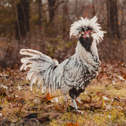 Silver Laced Polish Chicken