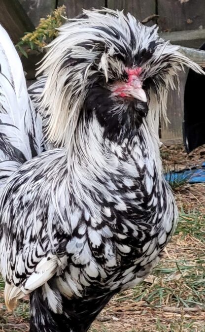 Silver laced Polish