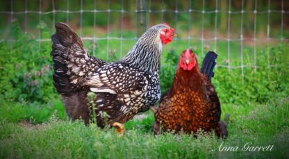 Black Laced Silver Wyandotte Chicken