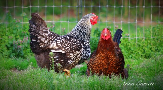 Black Laced Silver Wyandotte Chicken