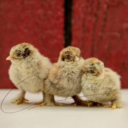 Silver Penciled Cochin Bantam - Image 3