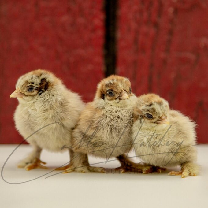 Silver Penciled Cochin Bantam Chicks