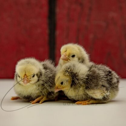Silver Sebright Bantam - Image 3