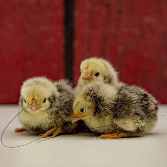 Silver Sebright Bantam Chicks