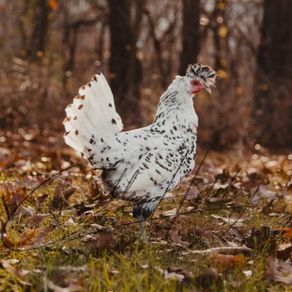 Silver Spangled Appenzeller Spitzhauben Chicken - Image 2