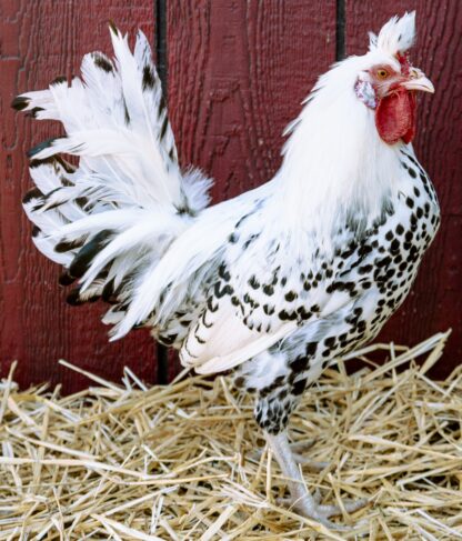 Silver Spangled Appenzeller Spitzhauben Rooster