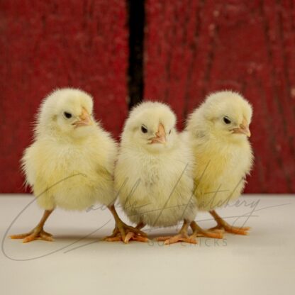 Silver Spangled Hamburg Chicken - Image 3