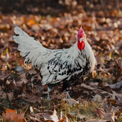 Silver Spangled Hamburg Chicken