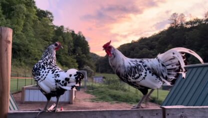 Silver Spangled Hamburg Chicken
