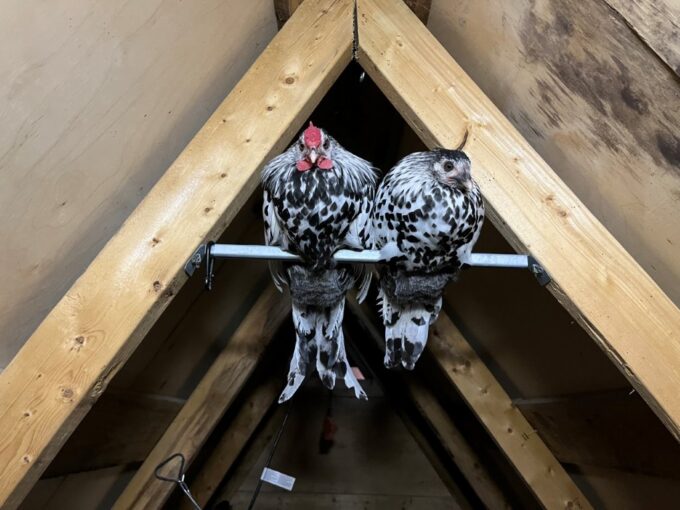 Silver Spangled Hamburg Chicken