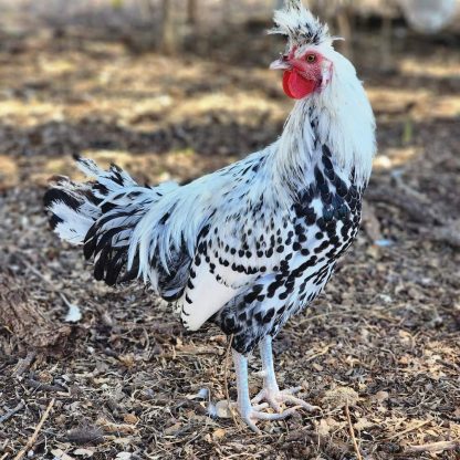 Silver Spangled Spitzhauben