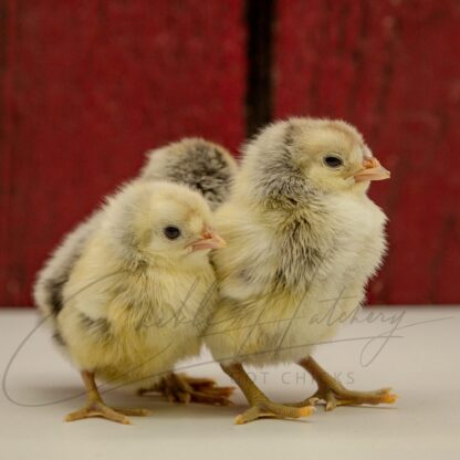 Silver Spangled Appenzeller Spitzhauben Chicken - Image 3