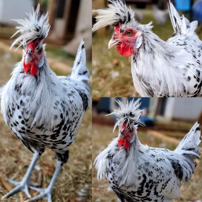 Silver Spangled Appenzeller Spitzhauben