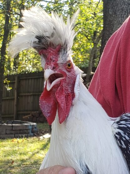 Silver Spangled Appenzeller Spitzhauben Chicken