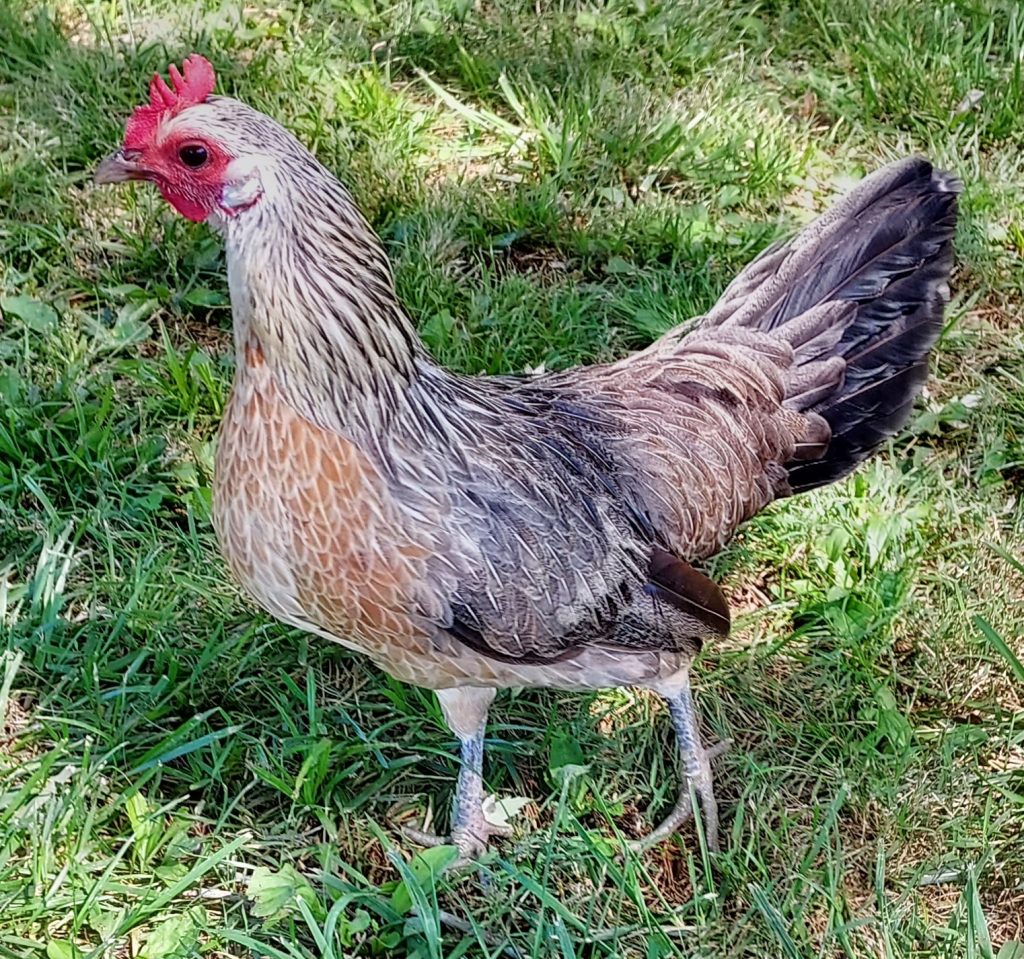 Silver Phoenix Bantam Chickens for Sale Cackle Hatchery®