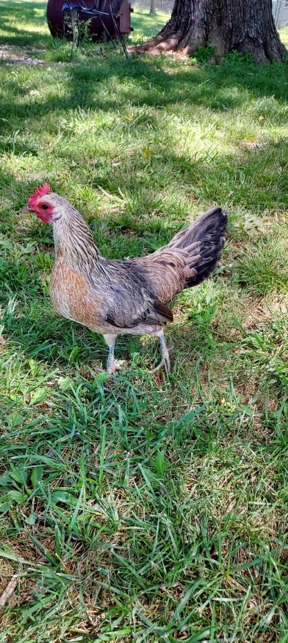 Silver duckwing Phoenix bantam