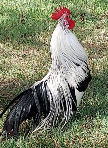 Silver duckwing Phoenix bantam