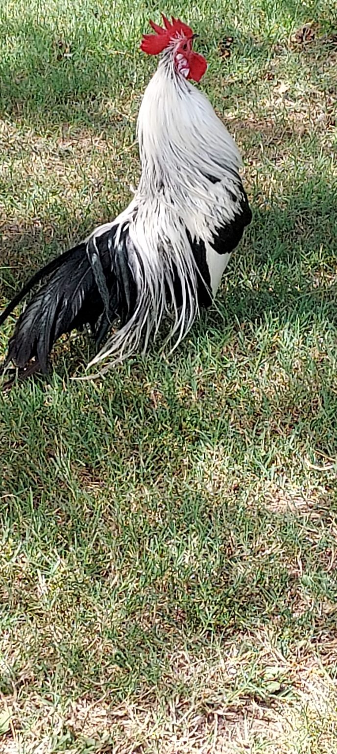 Silver duckwing Phoenix bantam