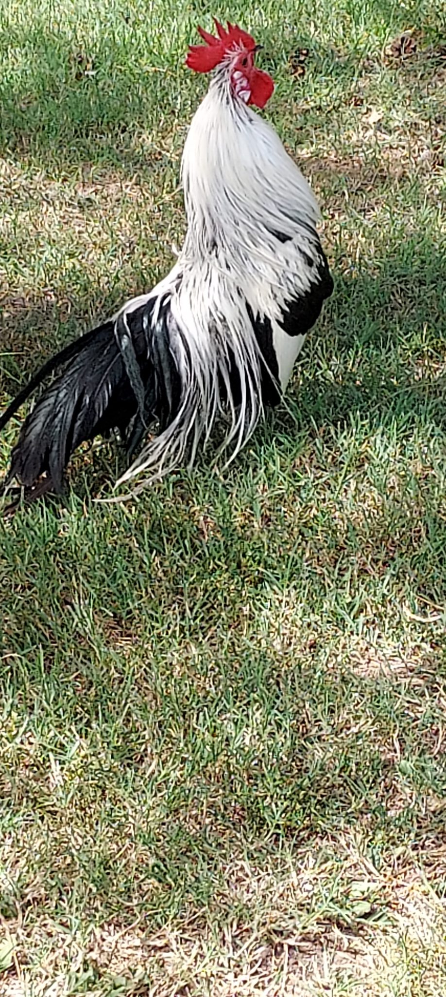 Silver Phoenix Bantam Chickens for Sale Cackle Hatchery®