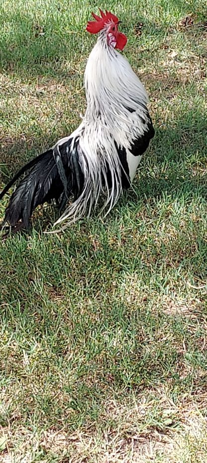Silver duckwing Phoenix bantam