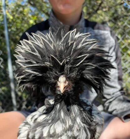 Silver laced Polish