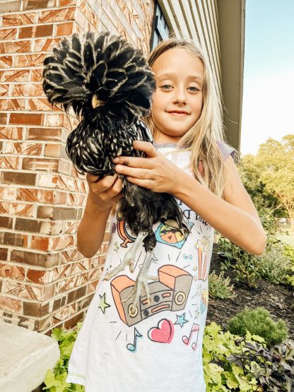 Silver laced Polish Credit Cody Mccrackin